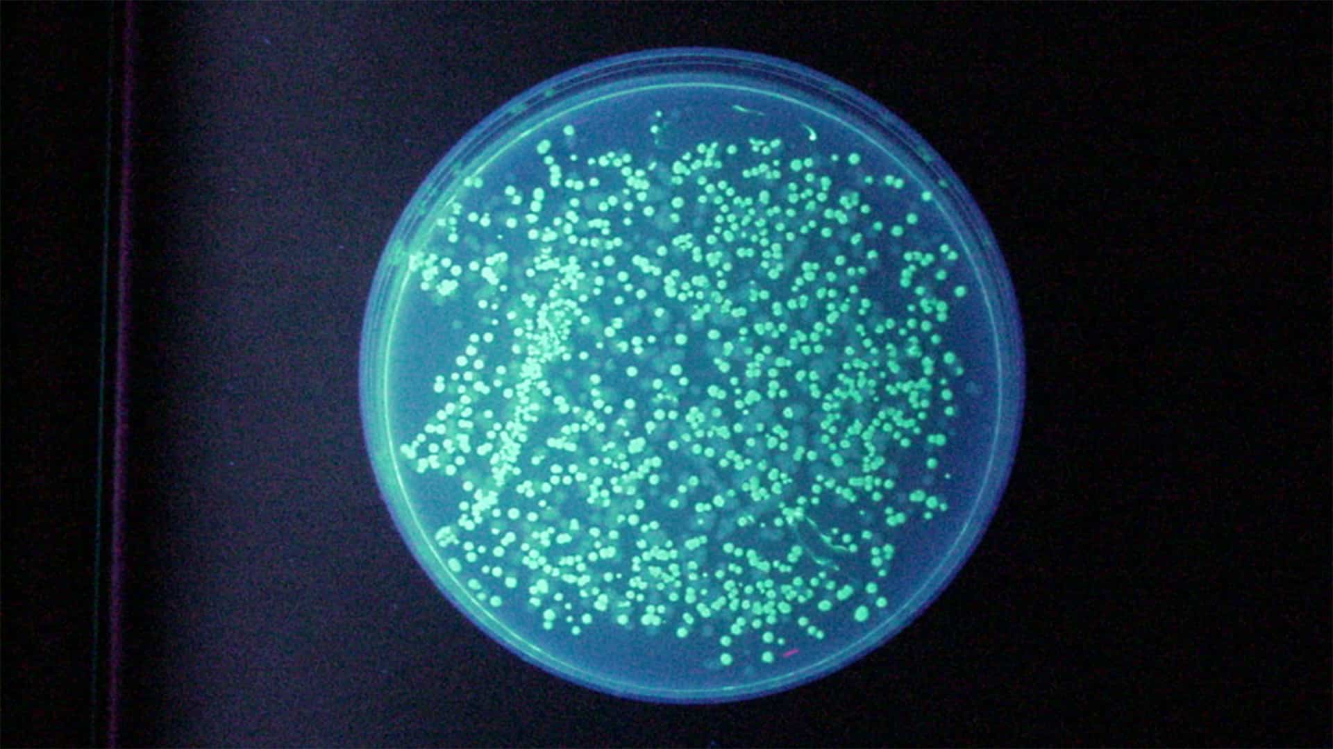 Bacteria