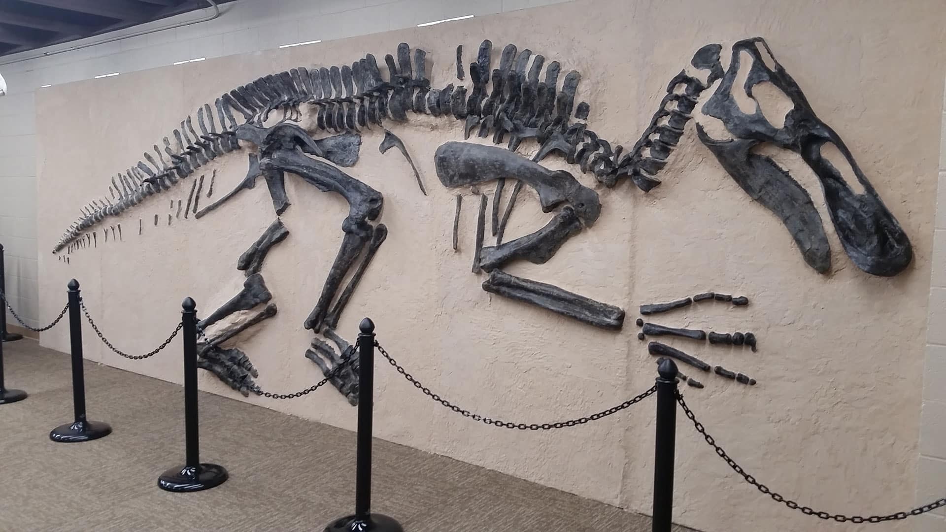 dinosaur