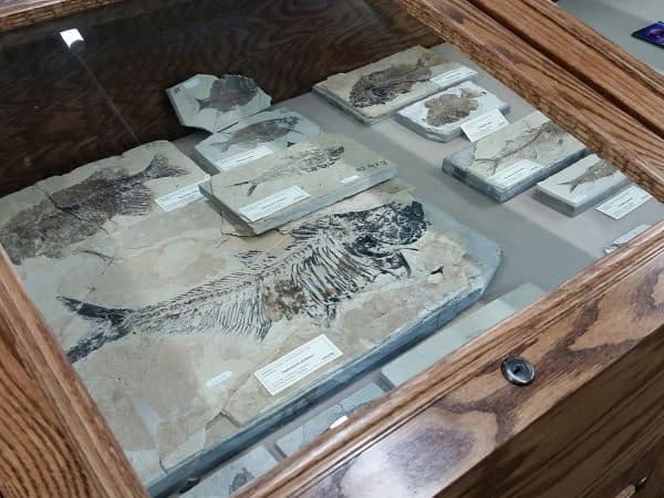 Fossils