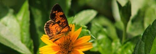 Orange Butterfly
