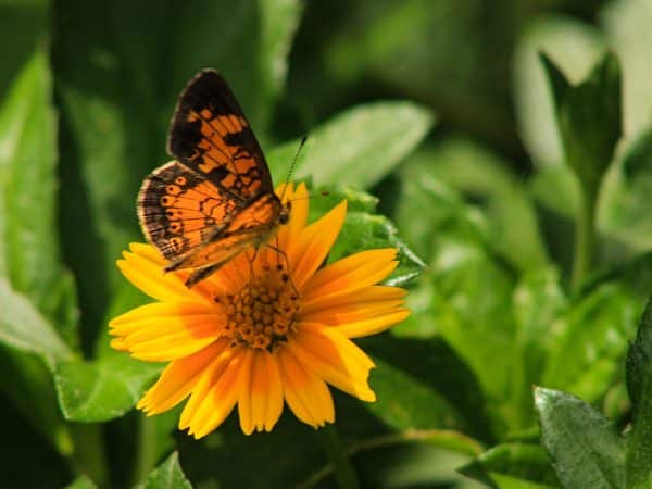 Orange Butterfly