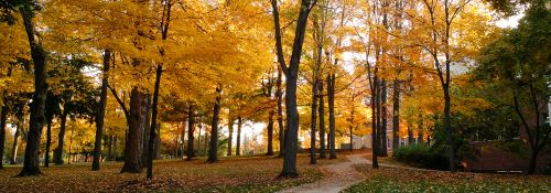 Campus Trees