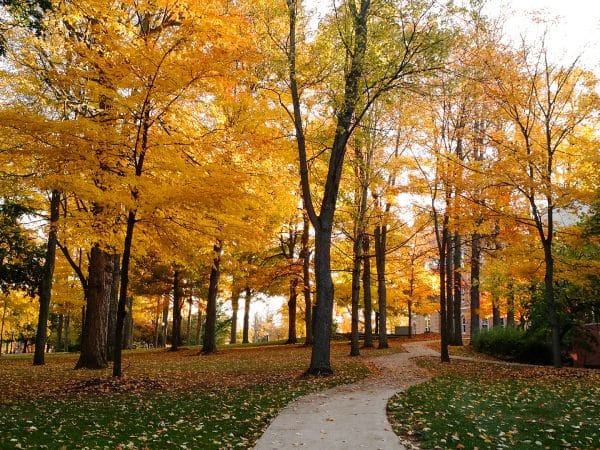 Campus Trees