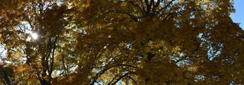 Fall Trees
