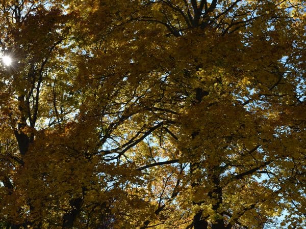 Fall Trees