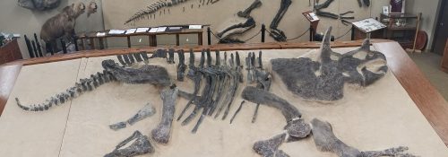 Triceratops fossil