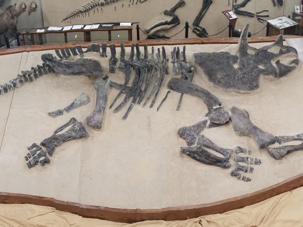 Triceratops fossil