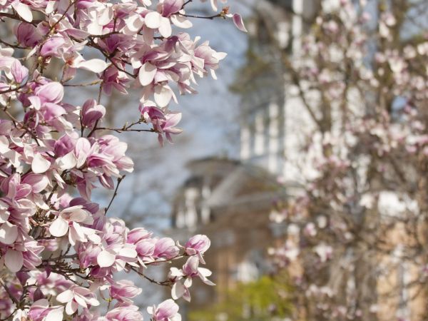 Spring Campus Scenics
