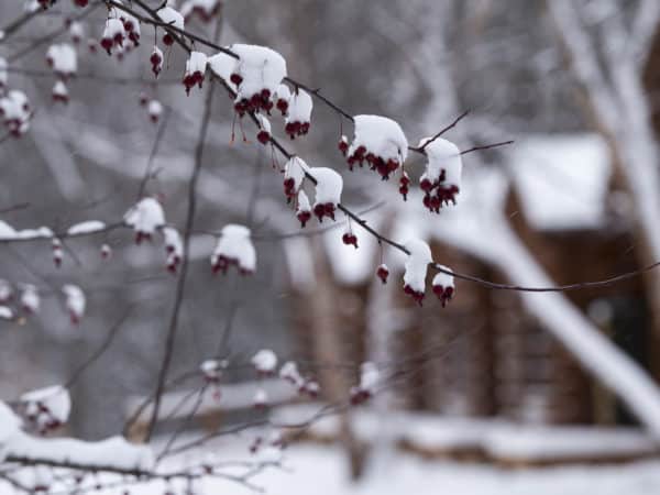 Closeup of a crab apple tree during the winter, covered in snow.