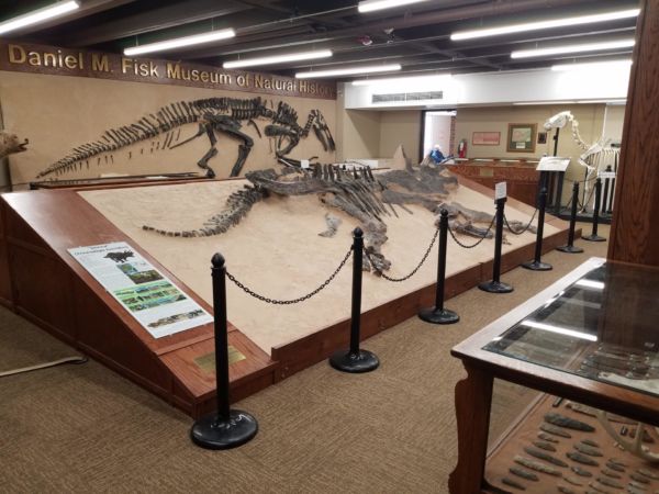 Daniel M. Fisk Museum of Natural History with Dinosaur Bones