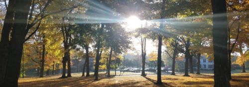 Sunlight through the trees on campus
