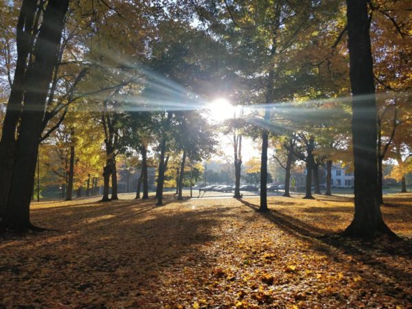 Sunlight through the trees on campus