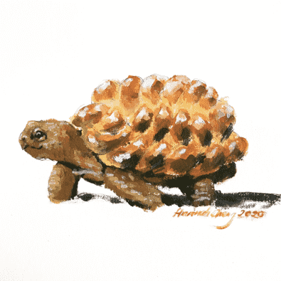 Tortoise painting