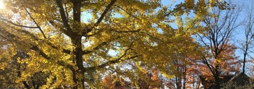 golden fall leaves over a sidewalk