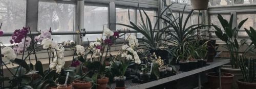Greenhouse with hanging plants