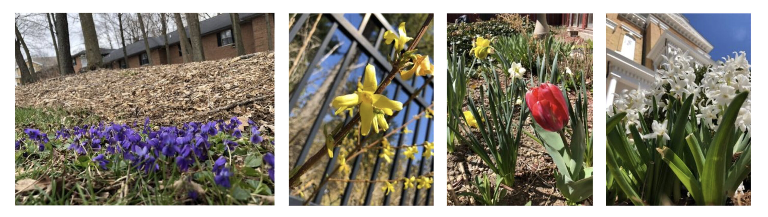 Images of flowers