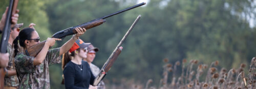 Youth shooters hunting dove in a sunflower field.