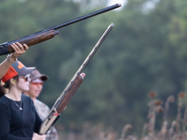 Youth shooters hunting dove in a sunflower field.